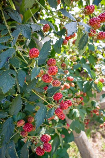 Key Nutrients ‍That combat Inflammation and ‍Support Joint ‍Function