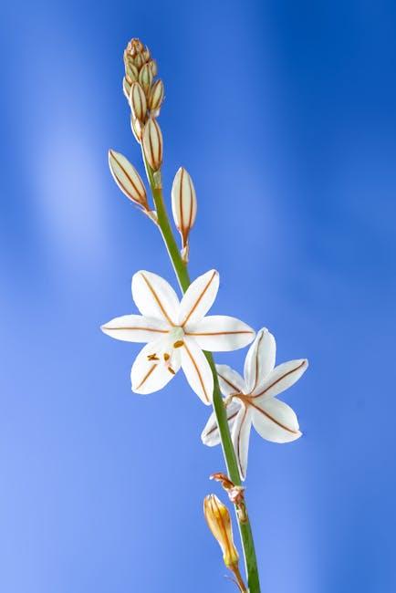 Choosing ​the Right ⁢supplement: What ⁣to Look for in Gymnema Sylvestre Products