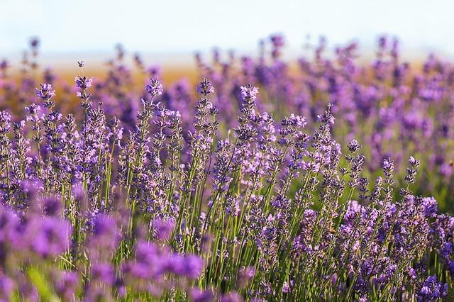 Exploring the Tranquil ‌Essence of lavender in Your Bath