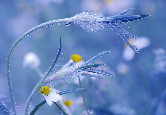 The‌ Soothing Benefits⁤ of Chamomile ⁤for Relaxation rituals