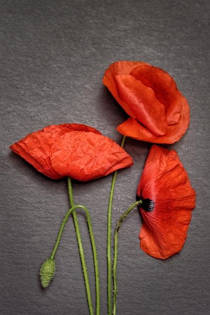 Ingredients Matter:⁤ A Deep Dive into the Composition of Berberine ​Products
