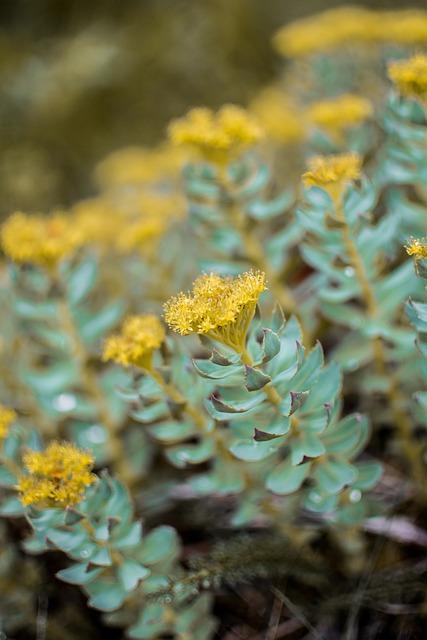 Exploring Adaptogens: Nature's Answer ⁢to Stress in Your ‌Spa Routine