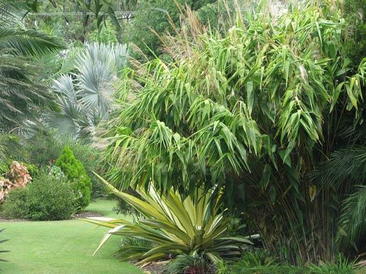 Understanding the Power of Tiger Grass⁣ in‍ Skin Care
