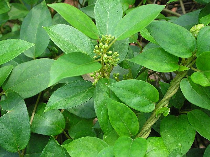 Understanding the Science Behind Gymnema⁢ Sylvestre's Role in ‌Glucose Regulation