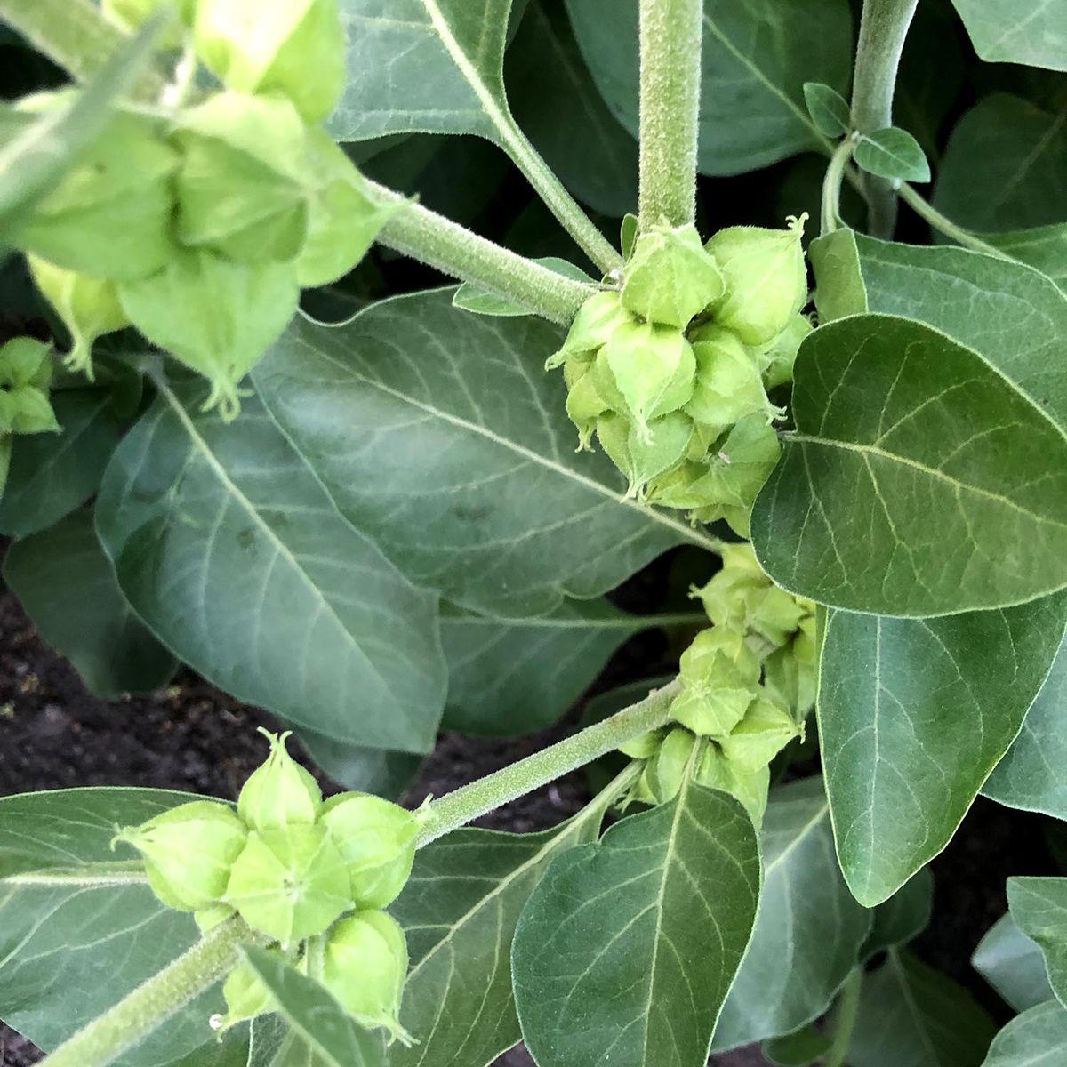 The role⁣ of Ashwagandha in alleviating‍ Stress and Anxiety